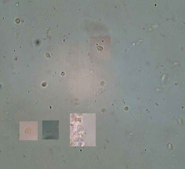 Lignicolo da determinare (Bjerkandera fumosa)